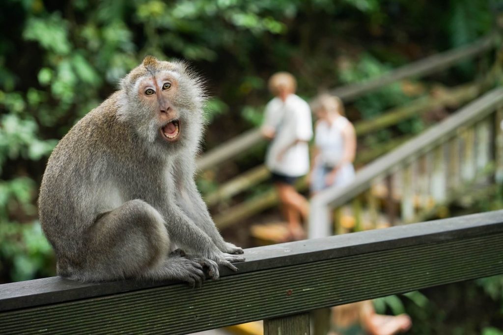 Interacting With Monkeys At The Ubud Monkey Forest Sanctuary