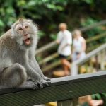 Interacting With Monkeys At The Ubud Monkey Forest Sanctuary